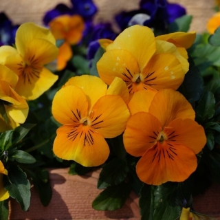 Garden pansy "Cats" - 10 seeds