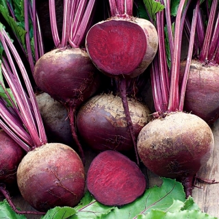 红甜菜根“手榴弹F1” - Beta vulgaris - 種子
