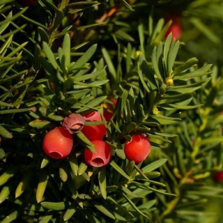 유럽 yew, 영어 yew - 20 종자 - Taxus baccata L. - 씨앗