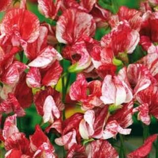 Lõhnav lillhernes - America - 60 seemned - Lathyrus odoratus