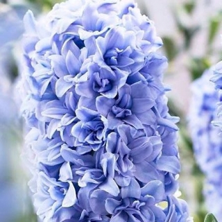 Hyacinthus 더블 블루 탱고 - 히아신스 더블 블루 탱고 - 3 구근