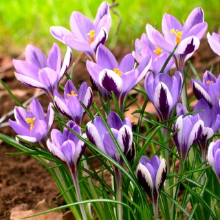 Crocus Spring Beauty - 10 kosov. - 