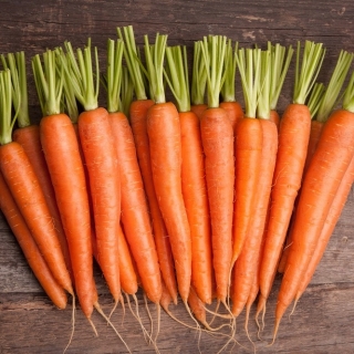 BIO - Carrot "Nantes" - benih organik yang disahkan - 4250 biji - Daucus carota ssp. sativus 