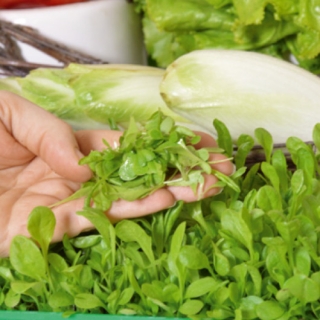 Microgreens - Endive - young leaves with exceptional taste - 2160 seeds