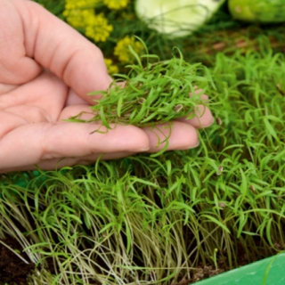Microgreens - Garden dill - young leaves with exceptional taste - 1680 seeds