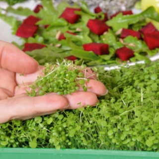 Microgreens - кресс-салат - молоде листя з неповторним смаком - 8000 насіння - Nasturtium officinale W. T. Aiton
