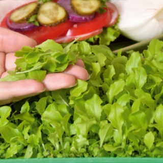 Microgreens - Зелений салат - молоде листя з винятковим смаком - 1250 насінь - Lactuca sativa  - насіння