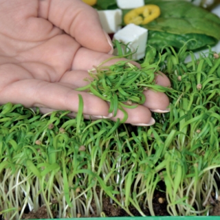 Microgreens - Spinat - junge, leckere Blätter