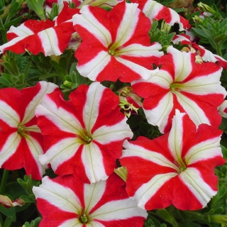 डबल रंग के फूलों के साथ लाल पेटुनिया - 80 बीज - 