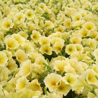 Petunie "Cascade" - žlutá - 160 semen - Petunia x hybrida pendula - semena