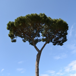 Kamen bor - proizvaja pinjole - Pinus pinea - semena
