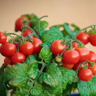 الطماطم "Balkoni Red F1" - لزراعة الشرفة - Lycopersicon esculentum Mill. - ابذرة