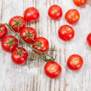 Cherry tomato "Cherrola" - pentru cultivarea grădinii și tunelurilor - 20 de semințe - Lycopersicon esculentum Mill. 