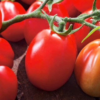 Tomat kerdil, tomat 'Chrobry' - agak terlambat, varietas yang sangat produktif -  Lycopersicon esculentum - Chrobry - biji