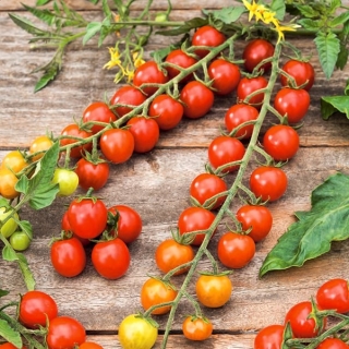 Tomaten Bead Samen - Lycopersicon esculentum Mill - 160 Samen