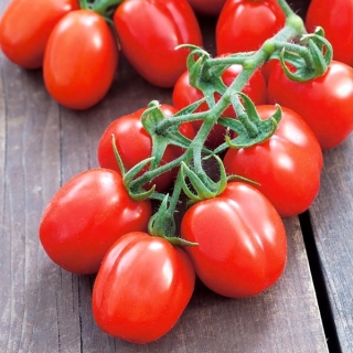 Cüce tarla domatesi 'Mieszko' - Orta geç, tarla kültürü için önerilen verimli -  Lycopersicon esculentum - Mieszko - tohumlar