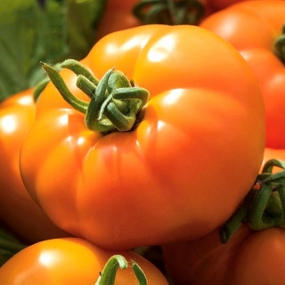 Tomato "Orange Wellington" - oren, pelbagai rumah hijau - Lycopersicon esculentum Mill  - benih