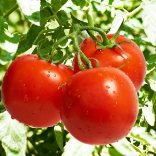 番茄“武士” - 田野品种 - Lycopersicon esculentum  - 種子