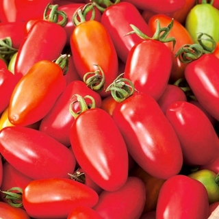 Tomaten "Surya" - Zwerg Freilandtomate, die längliche Früchte produziert 