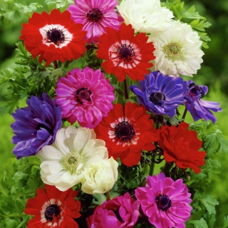 Dvojna vetrnica - izbor barv - 40 kosov; mak anemona, navadni cvet - 