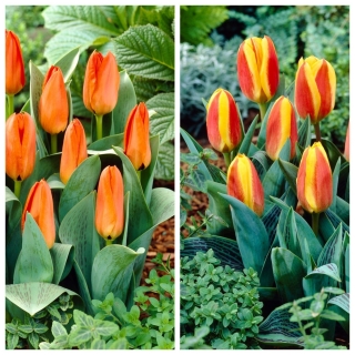 Cammello - set 2 varietas tulip - 40 pcs. - 