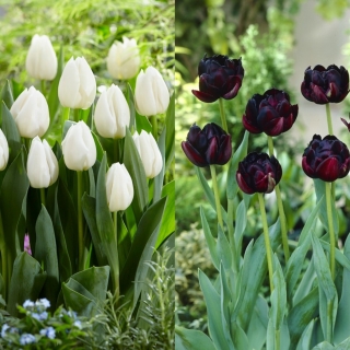 Vals vienés - juego de 2 variedades de tulipanes - 40 piezas