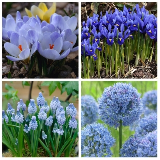 蓝色春天–套四棵蓝色开花的植物-80 pcs。 - 