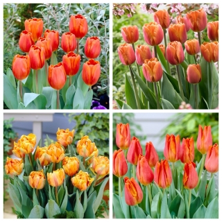 Orange Lake - set di 4 varietà di tulipani - 40 pezzi