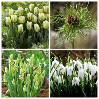 Зелень за туманом - набор из 4 видов растений - 40 шт.