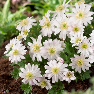 Balkan anemone "White Splendor" - Kemasan besar - 80 pcs; Bunga angin Yunani, bunga musim dingin - 