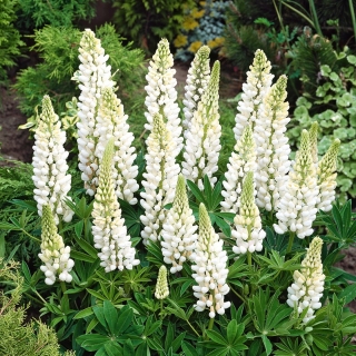 Hạt giống Lupin Noble Maiden - Lupinus polyphyllus - 90 hạt
