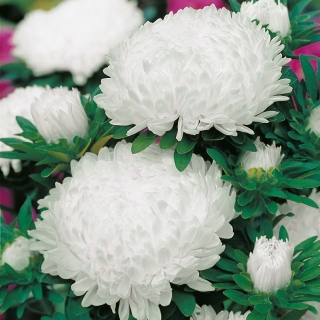 白色高大的牡丹翠菊 -  500粒种子 - Callistephus chinensis  - 種子