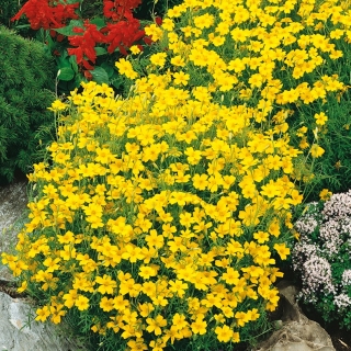 인장 marigold "루루"- 레몬; 황금색 금잔화 - Tagetes tenuifolia - 씨앗