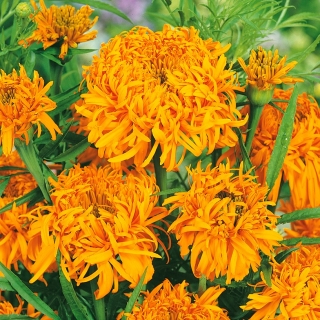 Marigold Mexico "Hebat" - bunga jingga; Aztec marigold - 108 biji - Tagetes erecta  - benih