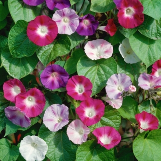 Domácí zahrada - Picotee ranní sláva "Early Call" - pro vnitřní a balkonové pěstování; břečťan ranní sláva, japonská sláva - 40 semen - Ipomoea tricolor - semena