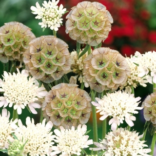 Sementes de Pincushion Starflower - Scabiosa stellata - 25 sementes