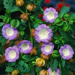 Shoo-Fly-Plant, Apple of Peru seeds - Nicandra physalodes - 360 seeds