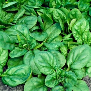 BIO - Spinach "Geant d'hiver" - certified organic seeds - 800 seeds