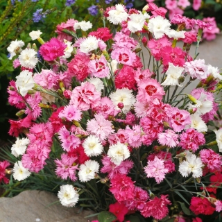 Warna merah jambu "Kecantikan Spring" - campuran pelbagai; taman merah jambu, merah jambu liar - Dianthus plumarius - benih