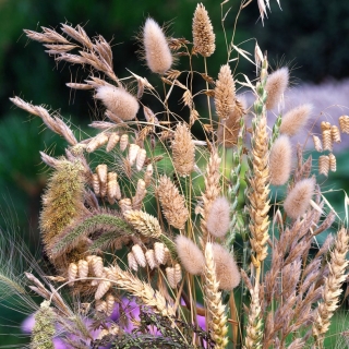 Trávy pre sušené kytice mix semien -  - semená