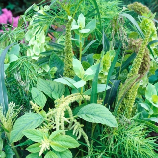绿色植物混合种子 -  90粒种子 -  - 種子