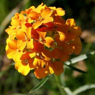 Sibirya Wallflower tohumları - Erysimum allionii - Erysimum x marshalli