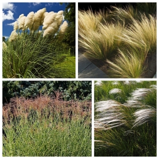 Ornamental grasses set - seeds of 4 varieties