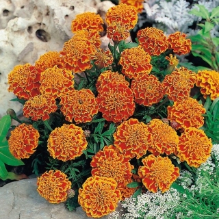 French marigold "Honeycomb" - 158 seeds