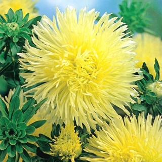 黄色針花弁チャイナアスター、年間アスター -  500種子 - Callistephus chinensis  - シーズ