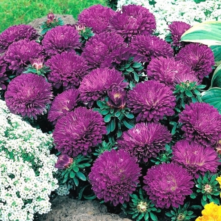 Dwarf aster "Queen of the Night" - 450 seeds