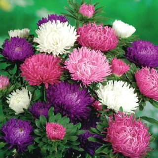 Tall chinese aster "King Size" - up to 100 cm in height - 250 seeds