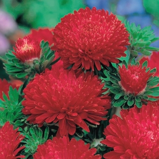 Aster peônia vermelha alta - 500 sementes - Callistephus chinensis