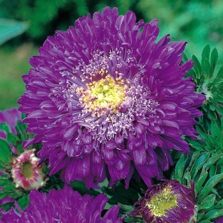 Pom-pom-cvetoča aster "Bolero" - vijolična - 225 semen - Callistephus chinensis  - semena