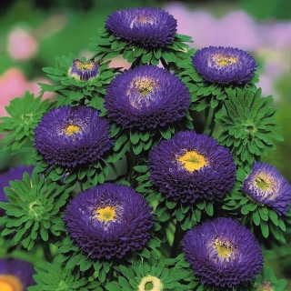 푸른 응원 꽃 - 500 종자 - Callistephus chinensis - 씨앗
